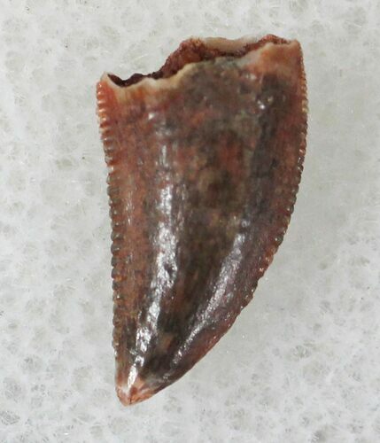 Bargain Raptor Tooth From Morocco - #21748